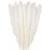 LITZEE 30 Pcs Herbe De La Pampa, 58 Cm Naturel Pampa Fleur Bouquet De Fleurs Sechees Pour Vases, Blanc Boho Decoration Chambre Maison Salon, Mariage Photographier Table Décoration 1 LITZEE 30 Pcs Herbe De La Pampa, 58 Cm Naturel Pampa Fleur Bouquet De Fleurs Sechees Pour Vases, Blanc Boho Decoration Chambre Maison Salon, Mariage Photographier Table Décoration -ATMOSPHERA || VIDAXL || Safavieh Soldes 29842420 1