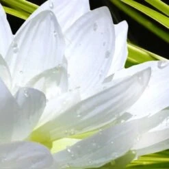 Tableau Deco Ambiance Zen Et Fleur De Lotus - 80x50 Cm -ATMOSPHERA || VIDAXL || Safavieh Soldes 34555158 4