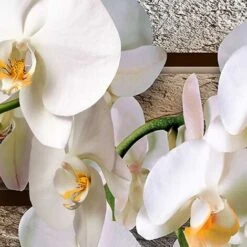 Tableau Graphique Fleurs D'orchidées - 80x50 Cm 9 Tableau Graphique Fleurs D'orchidées - 80x50 Cm -ATMOSPHERA || VIDAXL || Safavieh Soldes 34555596 4