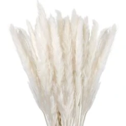 Herbe De La Pampa Sechees Decoration Lot De 30,Fleurs Séchées Naturelles 45cm Blanche, Fleur De Pampa Pour Deco Salon,Chambre, Interieur,Maison,Cuisine,Domicile,Balcon (Vase Non Inclus)