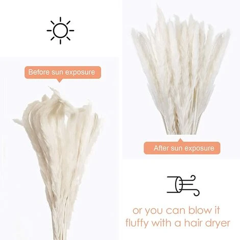 Herbe De La Pampa Sechees Decoration Lot De 30,Fleurs Séchées Naturelles 45cm Blanche, Fleur De Pampa Pour Deco Salon,Chambre, Interieur,Maison,Cuisine,Domicile,Balcon (Vase Non Inclus) 4 Herbe De La Pampa Sechees Decoration Lot De 30,Fleurs Séchées Naturelles 45cm Blanche, Fleur De Pampa Pour Deco Salon,Chambre, Interieur,Maison,Cuisine,Domicile,Balcon (Vase Non Inclus) – Image 2